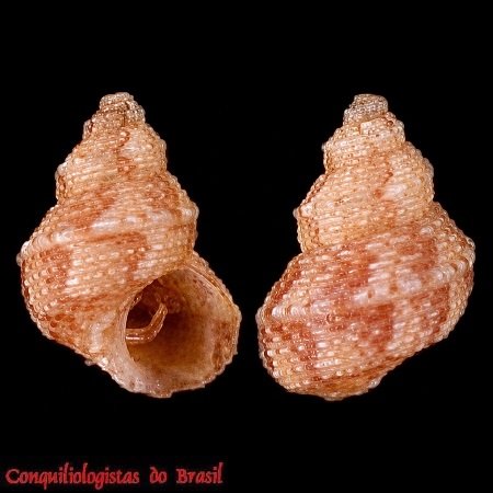 Eulithidium bellum