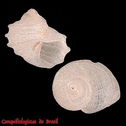 Fossarus ambiguus (Linnaeus, 1758)