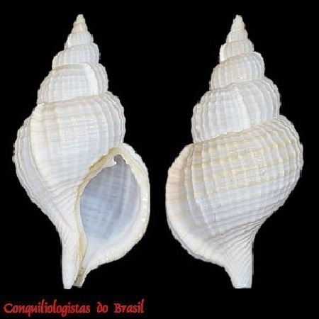 Fusitriton brasiliensis T. Cossignani & V. Cossignani, 2003