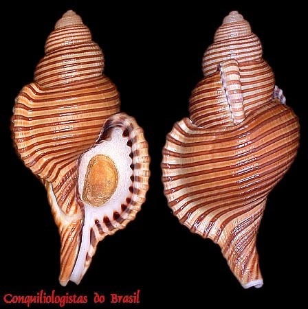 Gelagna succincta (Linnaeus, 1771)