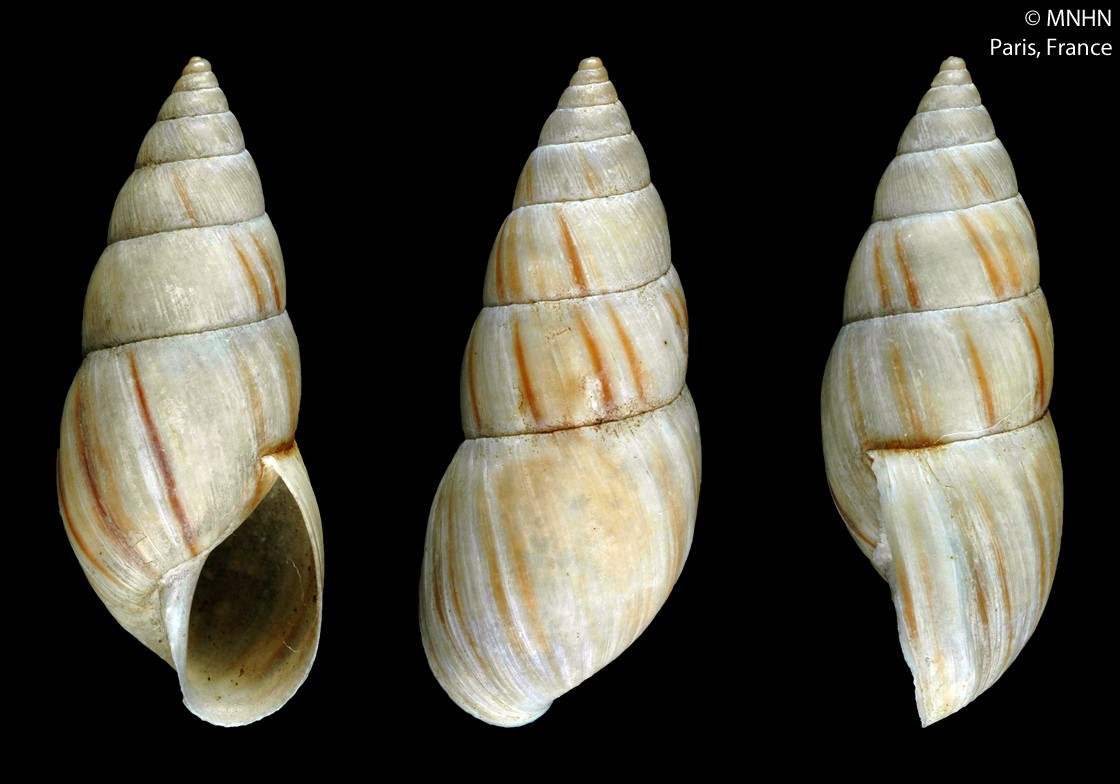 Museu Nacional de História Natural, Paris: SYNTYPE de Helix sporadica d'Orbigny, 1835, MNHN-IM-2000-24714