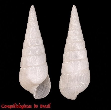Longchaeus suturalis (H. C. Lea, 1846)