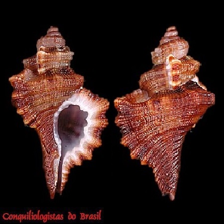 Monoplex comptus (A. Adams, 1855)