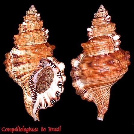 Monoplex parthenopeus (Salis Marschlins, 1793)