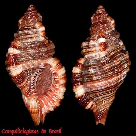 Monoplex pilearis (Linnaeus, 1758)