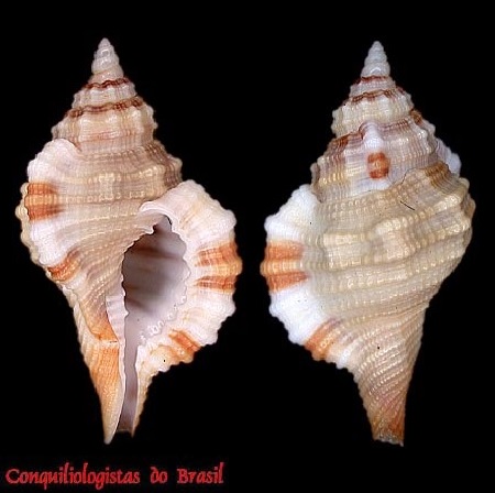 Monoplex vespaceus (Lamarck, 1822)