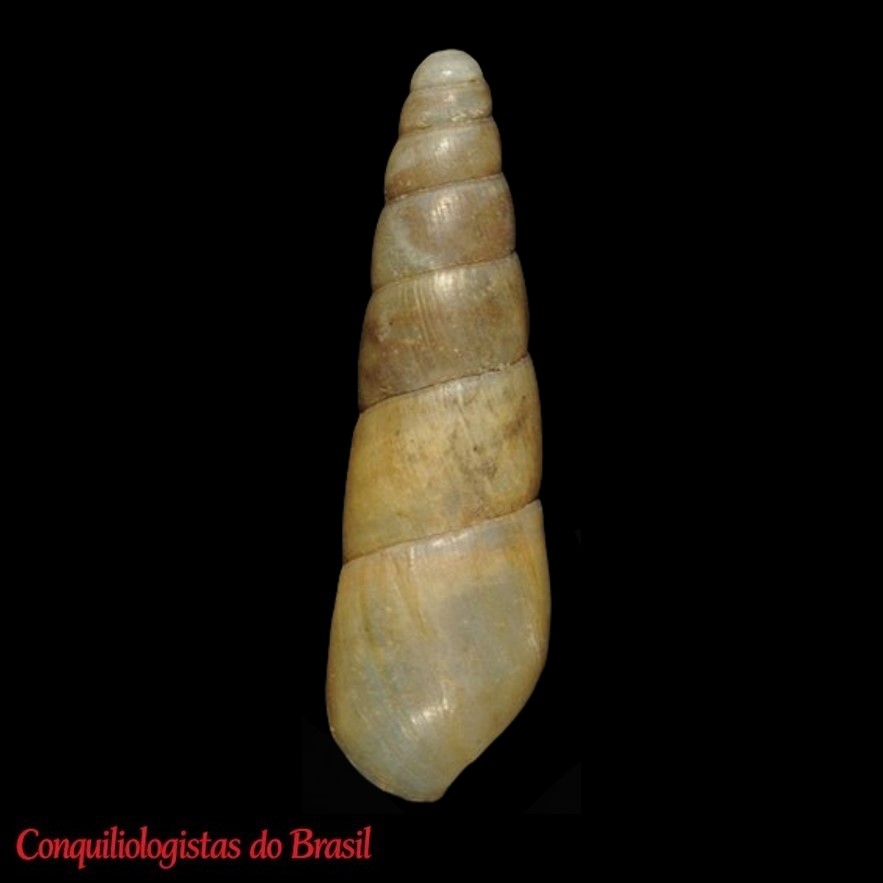 product-thumb