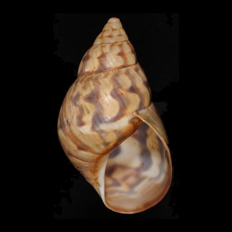 Orthalicus prototypus Pilsbry, 1899