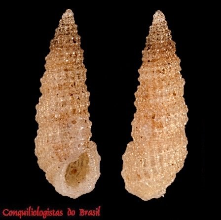 Peristichia agria Dall, 1889