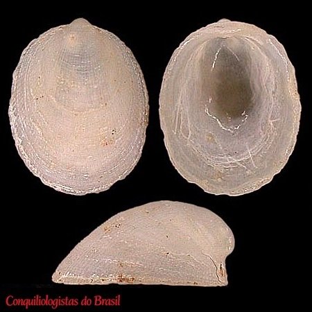 Plesiothyreus hamillei (P. Fischer, 1857)