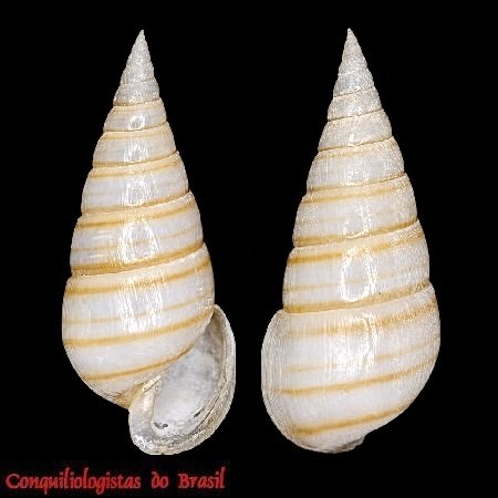 Pyramidella dolabrata (Linnaeus, 1758)