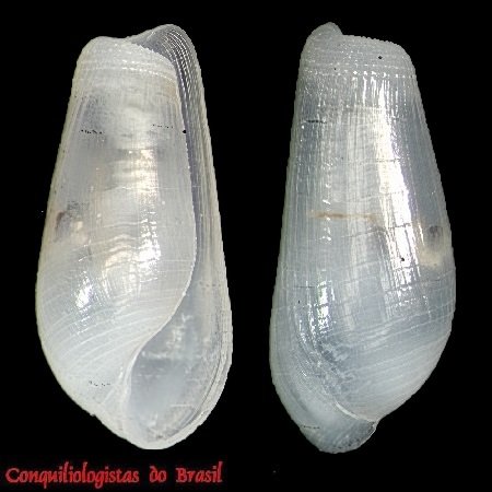 Pyrunculus caelatus (K. J. Bush, 1885)
