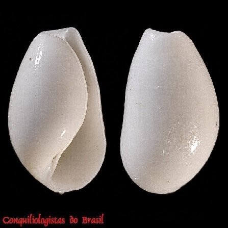 Pyrunculus ovatus (Jeffreys, 1871)
