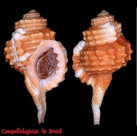 Ranularia cynocephala (Lamarck, 1816)