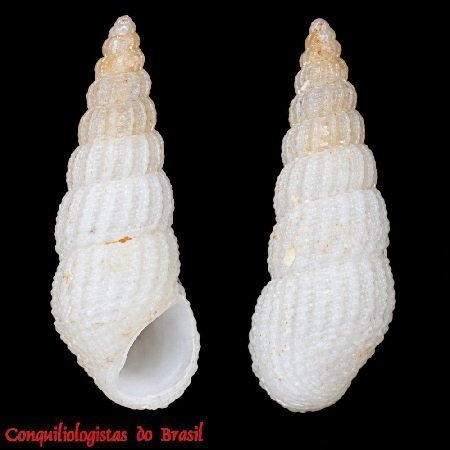 Phosinella cancellata (R. A. Philippi, 1847)