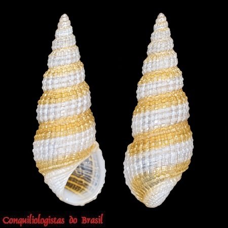 Phosinella fenestrata (Schwartz von Mohrenstern, 1860)