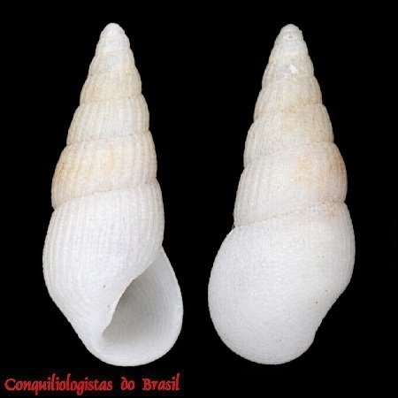 Rissoina multicostata (C. B. Adams, 1850)