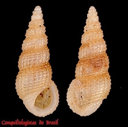 Phosinella sagraiana (d'Orbigny, 1842)