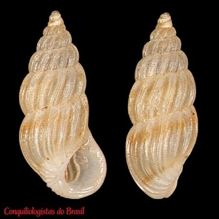 Schwartziella bryerea (Montagu, 1803)