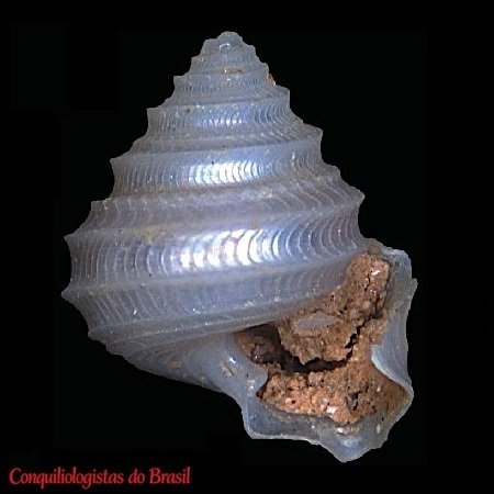 Seguenzia formosa