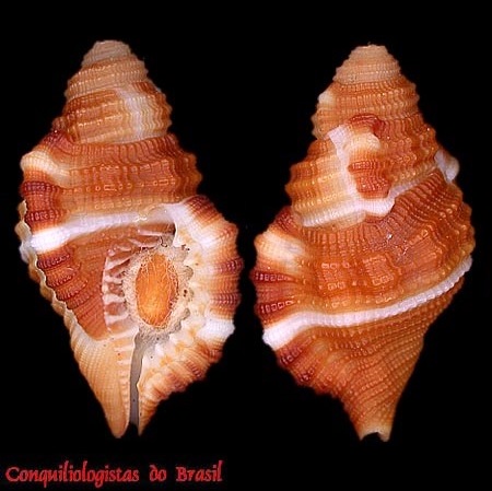 Septa occidentalis (Mörch, 1877)
