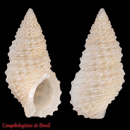Stosicia aberrans (C. B. Adams, 1850)