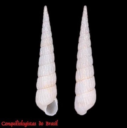 Turbonilla brasiliensis Clessin, 1902