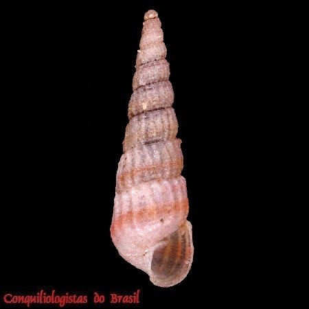 Turbonilla dispar Pilsbry, 1897