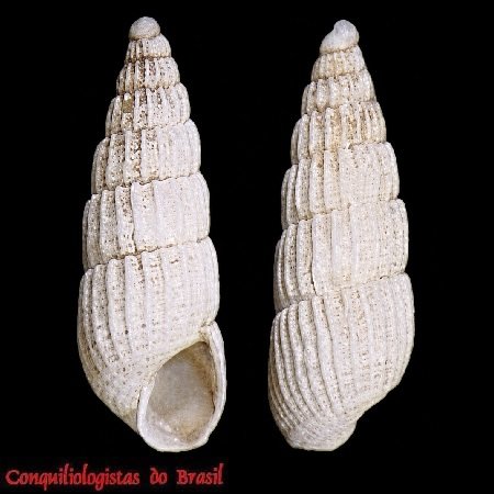 Turbonilla fasciata