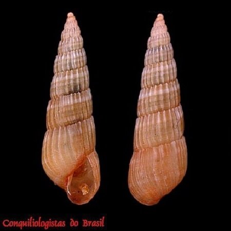 Turbonilla rhachialis Pimenta & Absalão, 2004