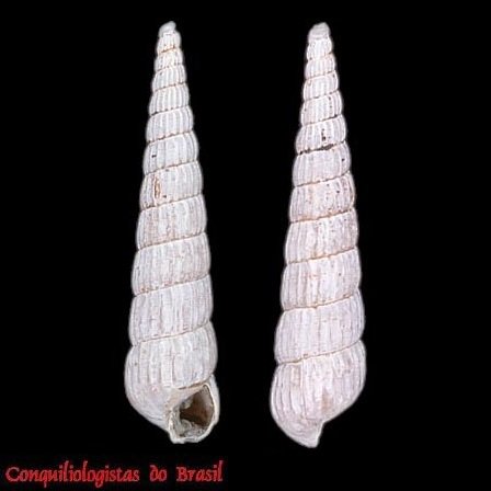 Turbonilla rushii K. J. Bush, 1899