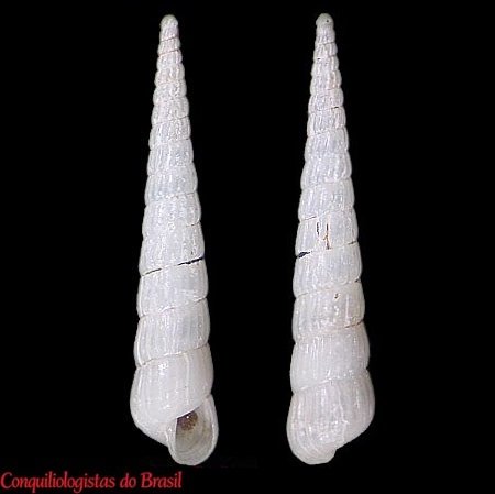 Turbonilla turris (d'Orbigny, 1841)