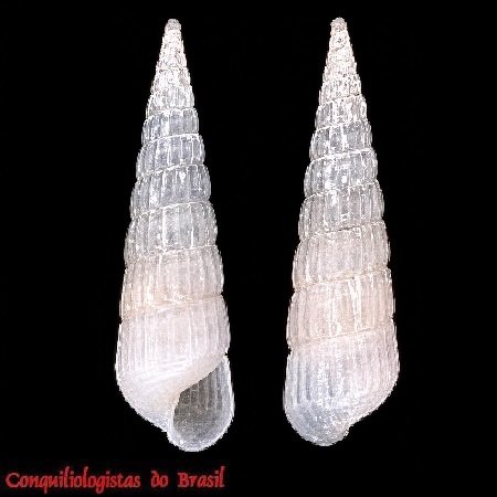 Turbonilla uruguayensis Pilsbry, 1897