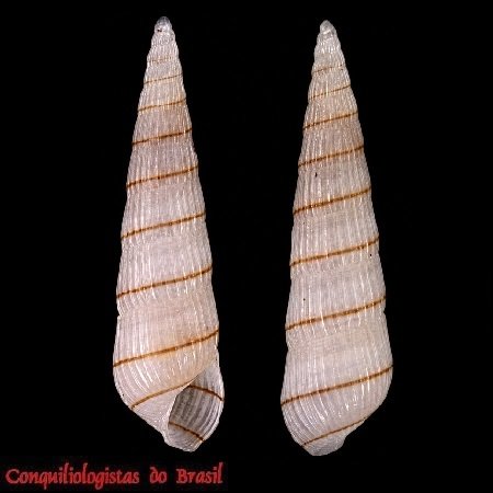 Turbonilla westermanni De Jong & Coomans, 1988