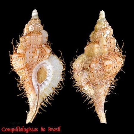 Turritriton pharcida (Dall, 1889)