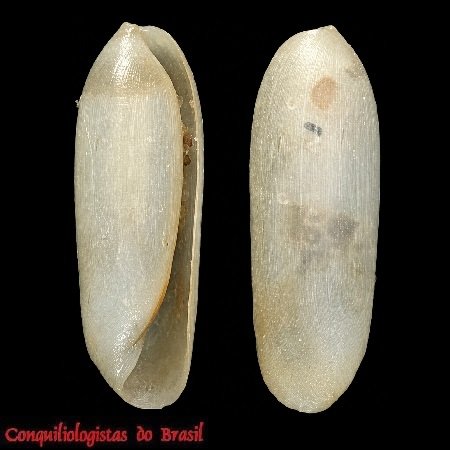 Volvulella persimilis (Mörch, 1875)