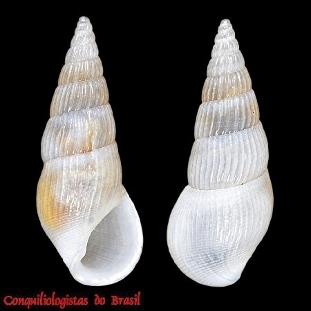 Zebinella decussata (Montagu, 1803)