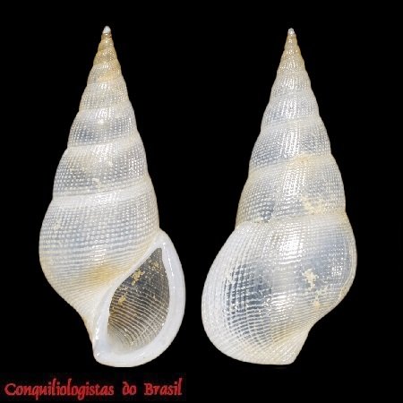Zebinella princeps (C. B. Adams, 1850)