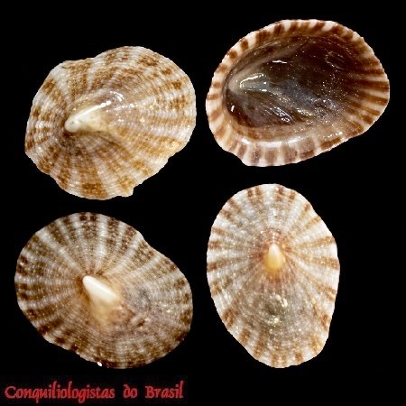 Siphonaria lessonii Blainville, 1827