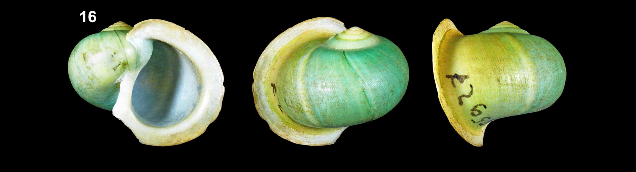 Bourciera viridissima K. Miller, 1879 Bourciera viridissima K. Miller, 1879