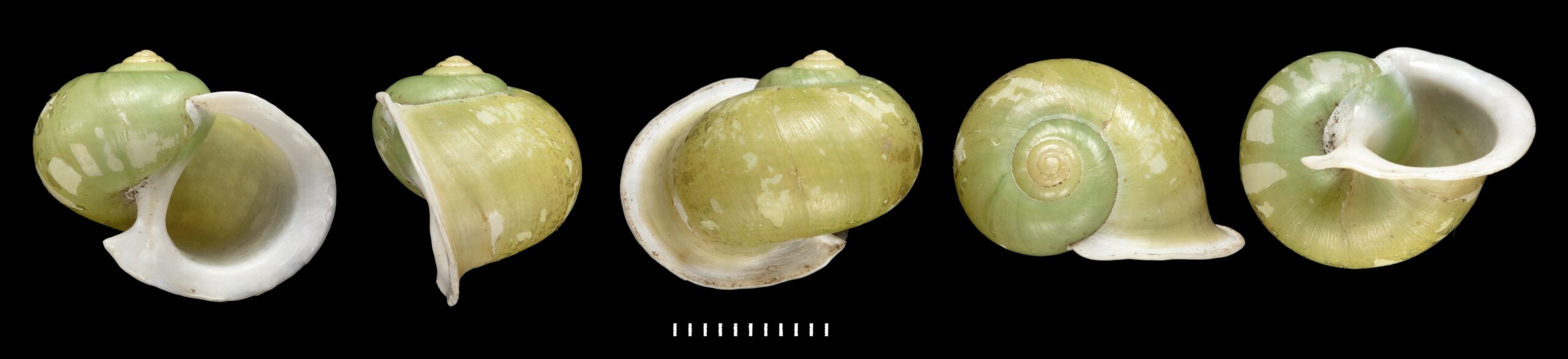 Bourciera viridissima K. Miller, 1879 Bourciera viridissima K. Miller, 1879