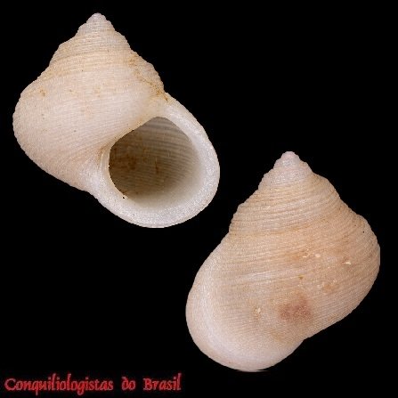 Haplocochlias risoneideneryae