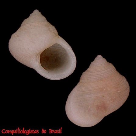 Haplocochlias risoneideneryae J. Barros, Santos, Santos, Cabral & Acioli, 2002