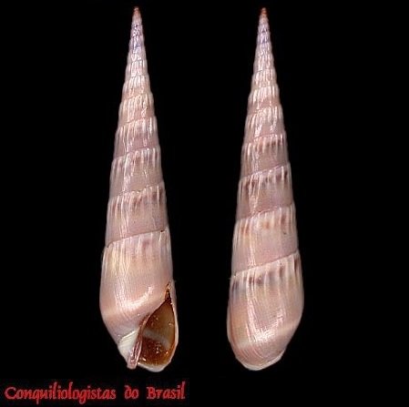 Hastula cinerea (Born, 1778)