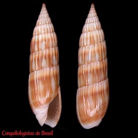 Hastula hastata (Gmelin, 1791)