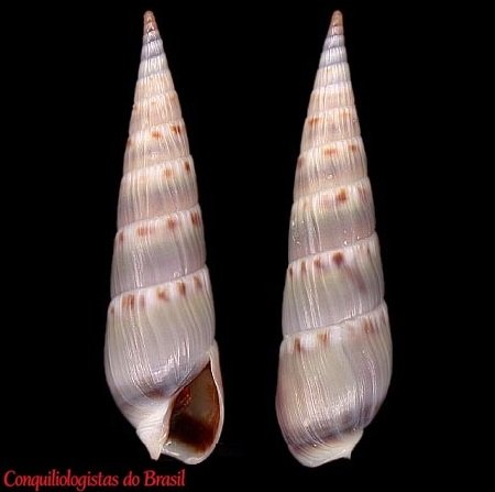 Hastula imitatrix (Auffenberg & H. G. Lee, 1988)