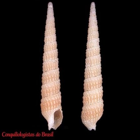 Neoterebra crassireticula (Simone, 1999)