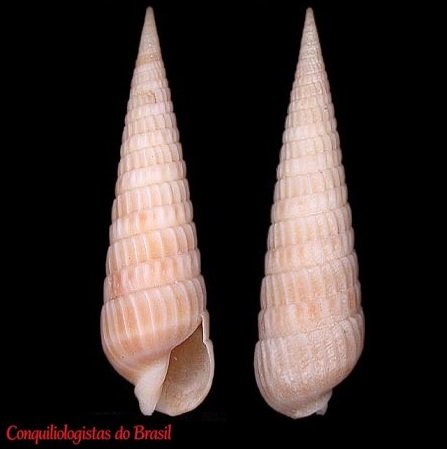 Neoterebra dislocata (Say, 1822)