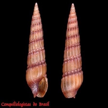 Neoterebra riosi Bratcher & Cernohorsky, 1985