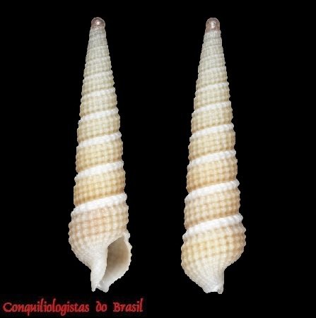 Neoterebra simonei S. Lima, Tenório & J. Barros, 2007